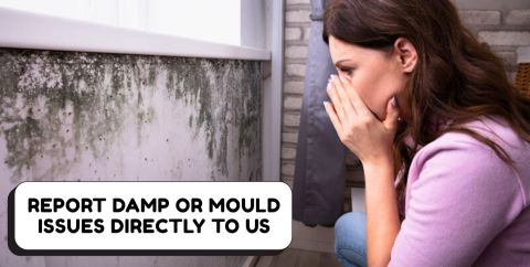 Report Damp & Mould
