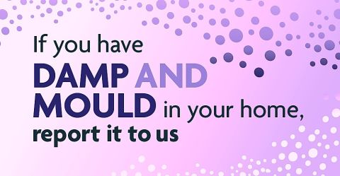 Report Damp & Mould